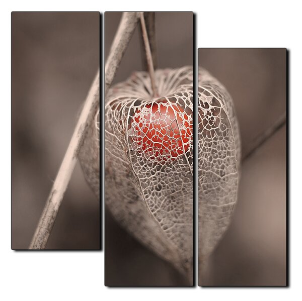 Slika na platnu - Physalis lampion - kvadrat 3261D (75x75 cm)