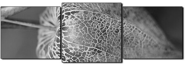 Slika na platnu - Physalis lampion - panorama 5261QD (90x30 cm)