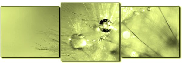 Slika na platnu - Maslačak s kapljicama rose - panorama 5262ZD (120x40 cm)