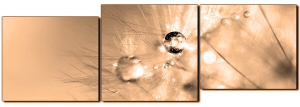 Slika na platnu - Maslačak s kapljicama rose - panorama 5262FE (90x30 cm)