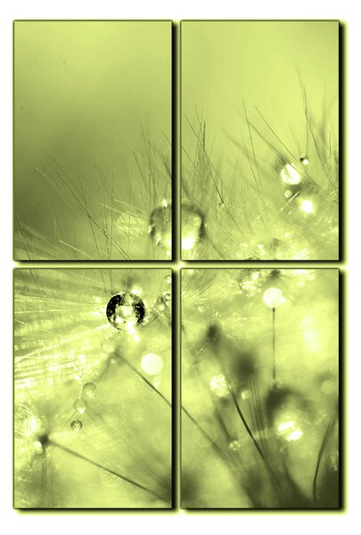 Slika na platnu - Maslačak s kapljicama rose - pravokutnik 7262ZE (90x60 cm)