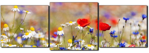 Slika na platnu - Proljetna livada - panorama 5264D (90x30 cm)