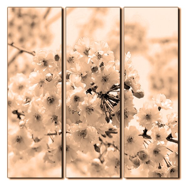 Slika na platnu - Trešnjin cvijet - kvadrat 3279FB (75x75 cm)