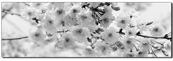 Slika na platnu - Trešnjin cvijet - panorama 5279QA (105x35 cm)