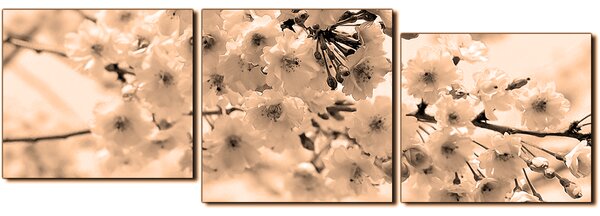 Slika na platnu - Trešnjin cvijet - panorama 5279FE (150x50 cm)