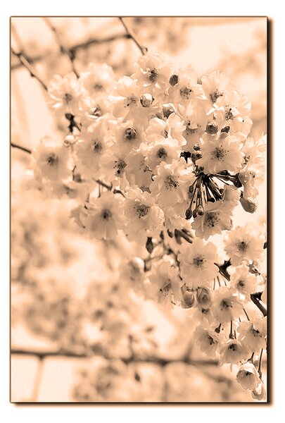 Slika na platnu - Trešnjin cvijet - pravokutnik 7279FA (60x40 cm)