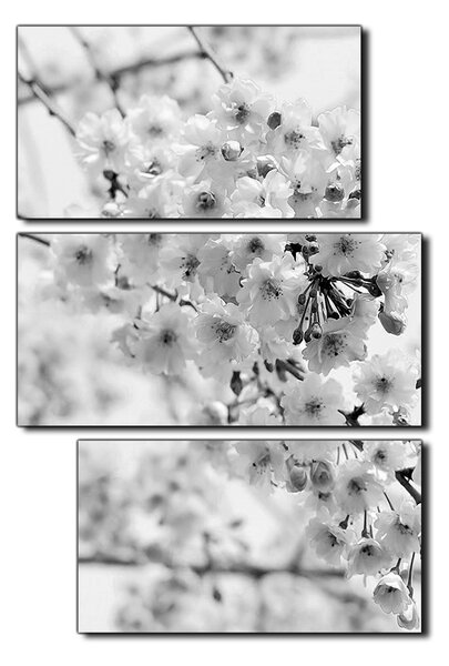 Slika na platnu - Trešnjin cvijet - pravokutnik 7279QD (90x60 cm)