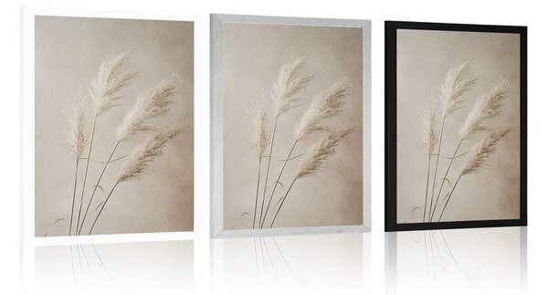 Plakat suha pampas trava