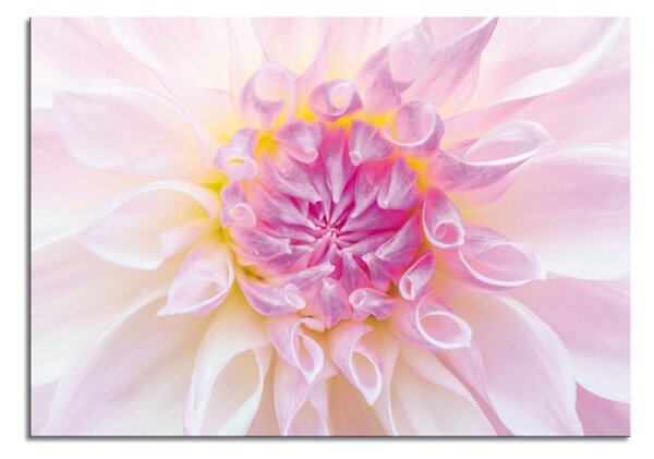 Zidni ukras Pink spring