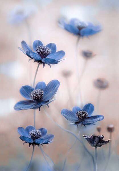 Fotografija Cosmos blue, Mandy Disher, (26.7 x 40 cm)
