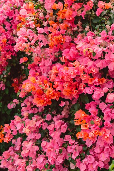 Fotografija California Blooms, Bethany Young, (26.7 x 40 cm)