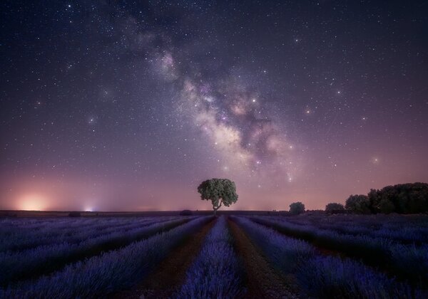 Fotografija Lavender fields nightshot, joanaduenas