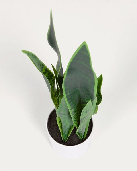 Umjetna biljka (visina 55 cm) Sansevieria – Kave Home