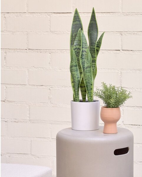 Umjetna biljka (visina 55 cm) Sansevieria – Kave Home
