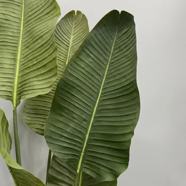 Umjetna strelicija Pure 180 cm - 151 - 180 cm