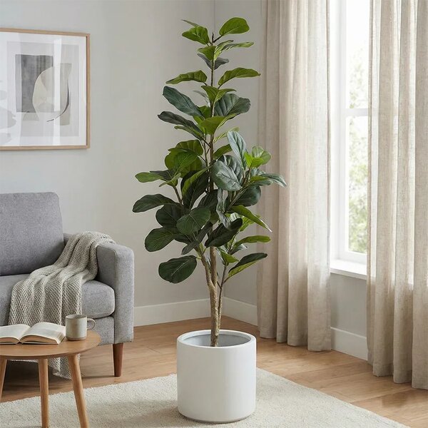 Ficus Lyrata 170 cm (super saver) - 151 - 180 cm