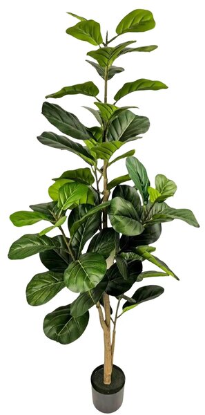 Ficus Lyrata 170 cm (super saver) - 151 - 180 cm