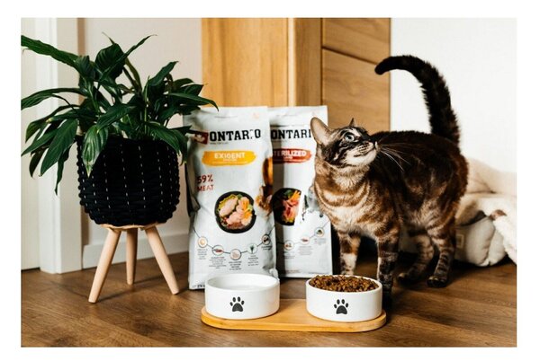 Keramički set posuda s postoljem za pse ø 13 cm Dog Fantasy – Plaček Pet Products
