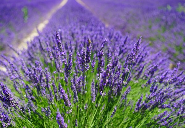 Foto tapeta - lavanda (147x102 cm)