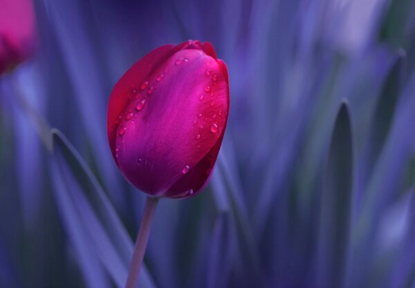 Foto tapeta - Tulipan (147x102 cm)