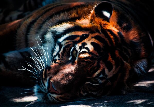 Foto tapeta - Tigar (147x102 cm)