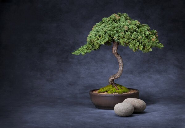 Foto tapeta - Bonsai (147x102 cm)
