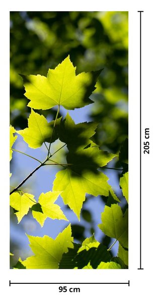 Foto tapeta za vrata - Javorovo lišće (95x205cm)
