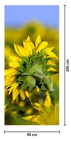 Foto tapeta za vrata - Suncokret (95x205cm)