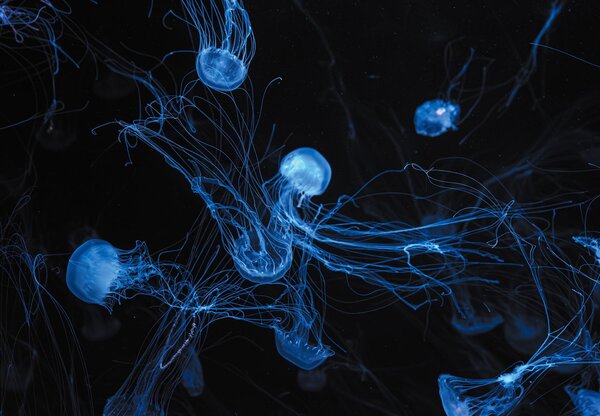 Foto tapeta - Meduza (147x102 cm)