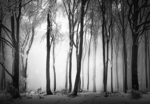 Foto tapeta - Mračna šuma s vukom (147x102 cm)