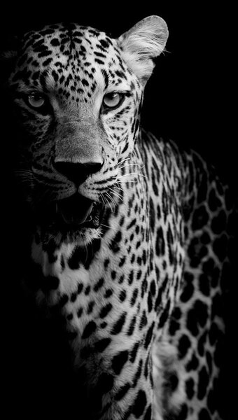 Foto tapeta - Portret leoparda (147x102 cm)