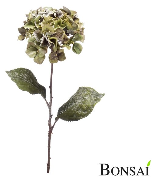 Hortenzija zaleđena 75 cm