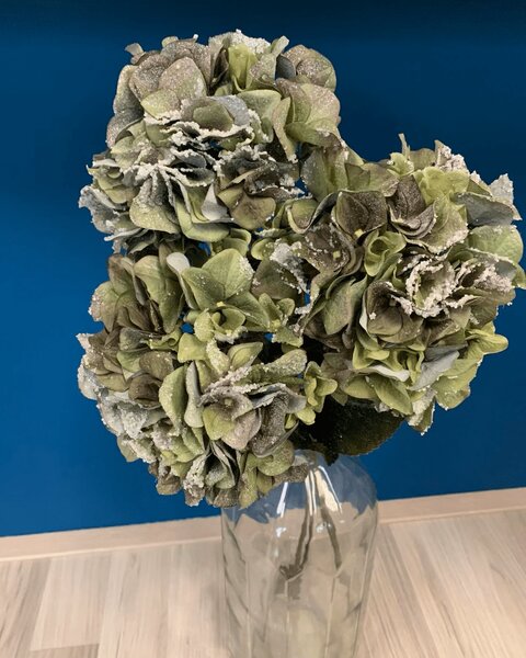 Hortenzija zaleđena 75 cm