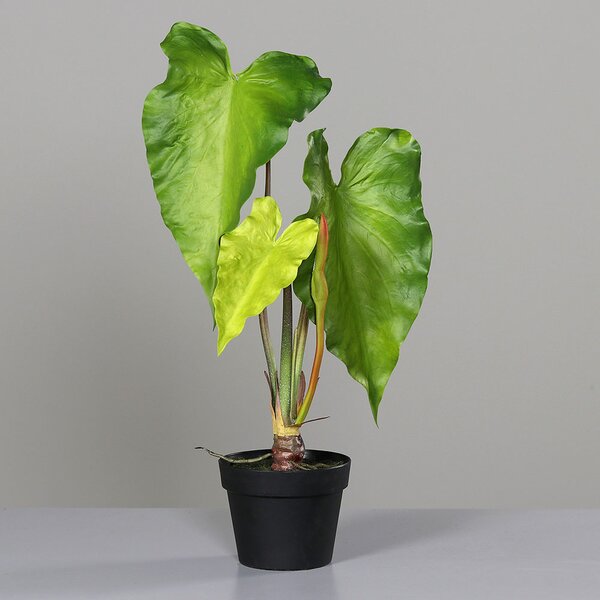 Alocasia 65 u crnoj saksiji - 51 - 70 cm