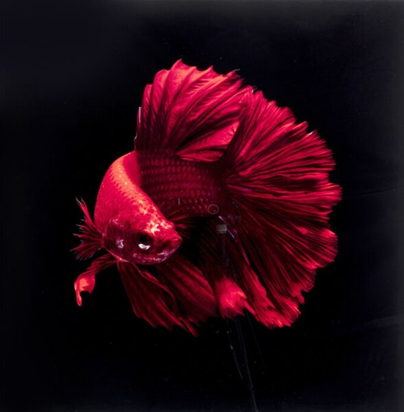 Slika Staklo Fire Fish