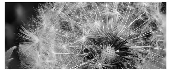 Slika - paperje maslačaka (120x50 cm)