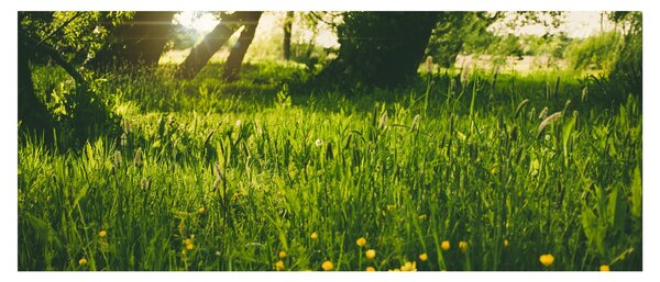 Slika prirode - livada (120x50 cm)