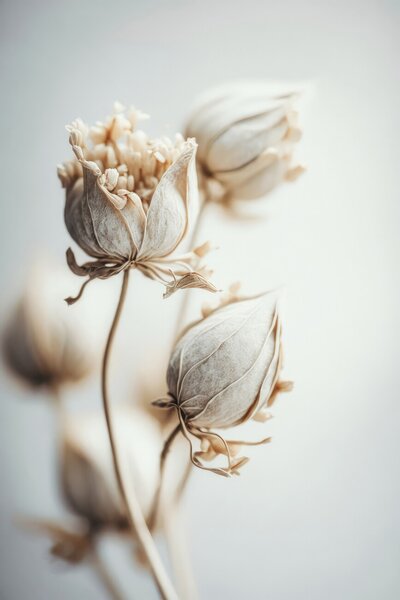 Umjetnička fotografija Beige Felt Flowers, Treechild, (26.7 x 40 cm)