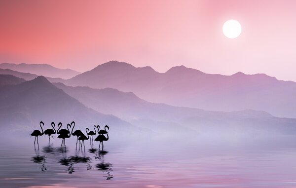 Umjetnička fotografija Flamingos Sunset, Bess Hamiti, (40 x 24.6 cm)