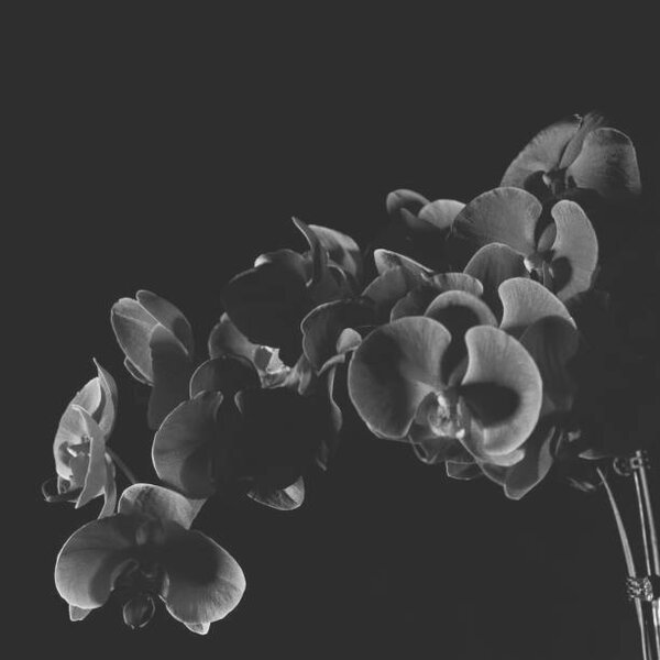Umjetnička fotografija Orchid, CollinXU, (40 x 40 cm)