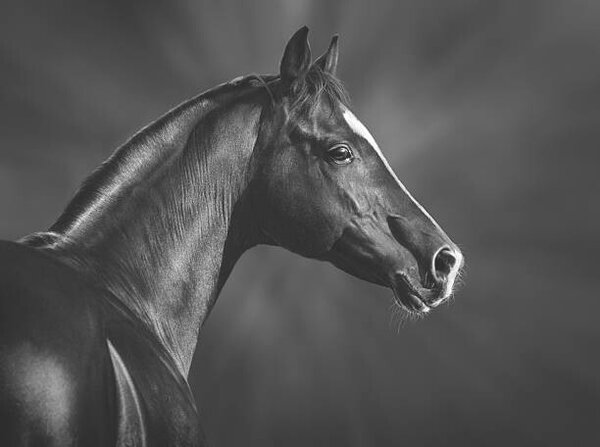 Umjetnička fotografija Portrait of black arabian horse, Abramova_Kseniya, (40 x 30 cm)