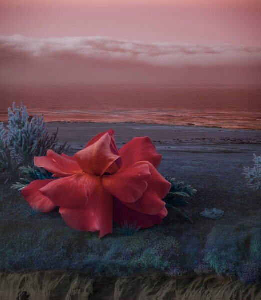 Umjetnički plakat Surreal Giant flower rose, Vizerskaya, (35 x 40 cm)