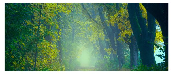 Slika staze obrubljene drvećem (120x50 cm)