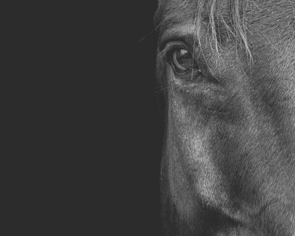 Umjetnička fotografija Horse, Horse & Hound Fine Art Photography, (40 x 30 cm)