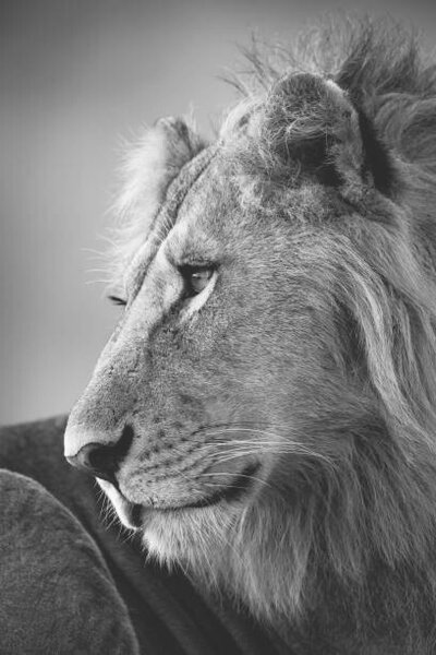 Umjetnička fotografija Mono close-up of male lion looking left, nicholas_dale, (26.7 x 40 cm)