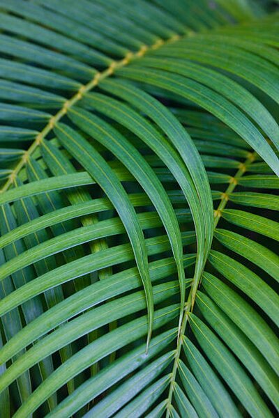 Umjetnička fotografija Tropical Coconut Palm Leaves, Darrell Gulin, (26.7 x 40 cm)