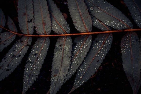 Umjetnička fotografija Leaf of Staghorn sumac, close-up, Westend61, (40 x 26.7 cm)
