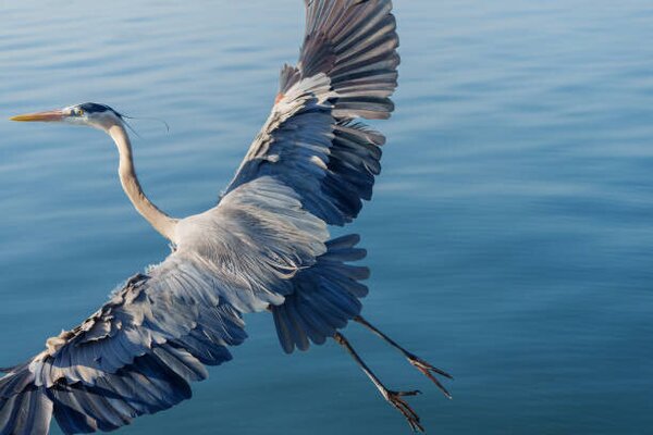 Umjetnička fotografija Great Blue Heron, Michael H Spivak, (40 x 26.7 cm)