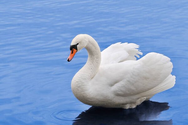 Fotografija Swan, Eerik, (40 x 26.7 cm)
