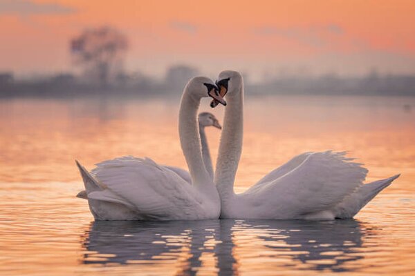 Umjetnička fotografija Swans floating on lake during sunset, SimonSkafar, (40 x 26.7 cm)
